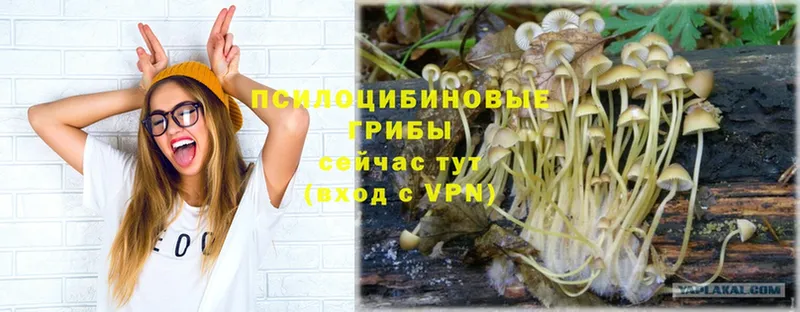 купить наркотики сайты  Горячий Ключ  Галлюциногенные грибы Magic Shrooms 